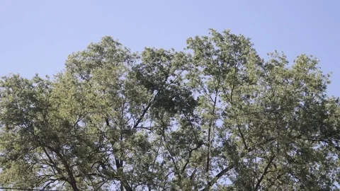 Big tree timelapse Video stock 106203501