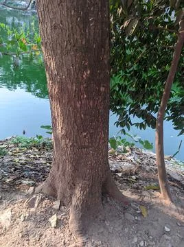 A big tree with tree trunk beside a river Stock Photos