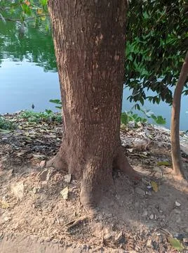 A big tree with tree trunk beside a river Stock Photos
