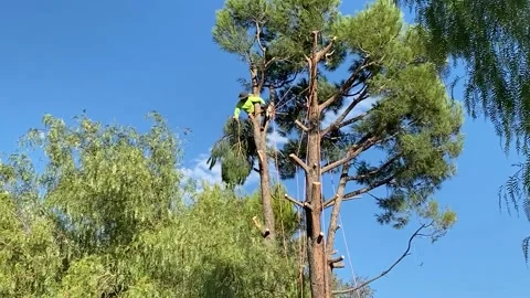 Big tree triming Stock Footage 174851680