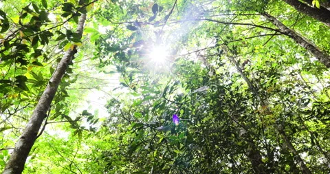 Big tree in tropical deep forest movement video Stock Footage 336037382