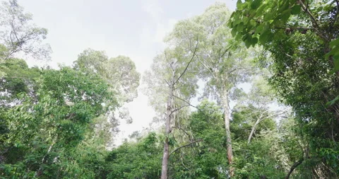 Big tree in tropical deep forest movement video Stock Footage 336037516