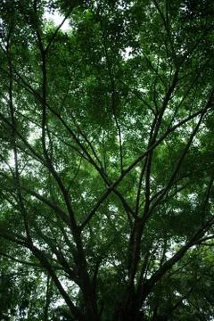 Big tree in tropical forest Foto stock