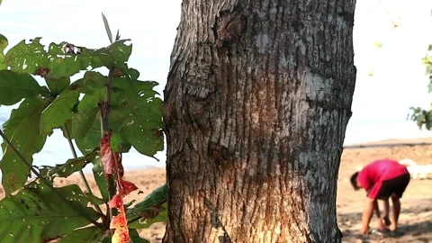 Big tree trunk by the beach Stock Footage 201030837