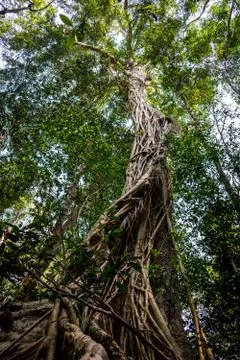Big tree trunk covered by vine and root. Foto stock