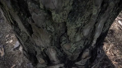 Big tree trunk Stock-Footage 132435726