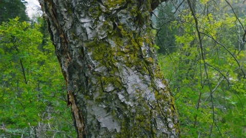 Big tree trunk in the forest Stock-Footage 243085407