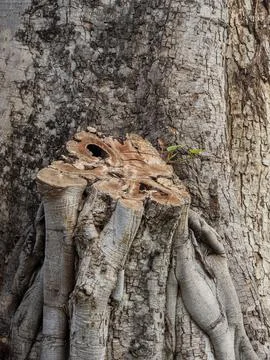 A big tree trunk with large roots 写真素材