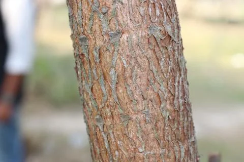 Big Tree Trunk or Stock  And Amazing Looking Flitch Stock Photos