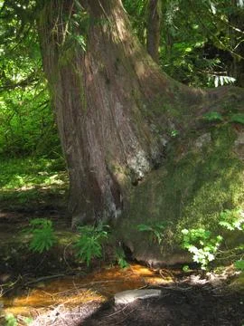 Big Tree Trunk in Pacific Northwest Forest Stock Photos