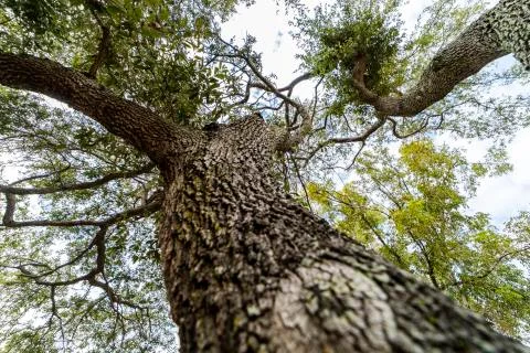 Big Tree Trunk  Stock Photos