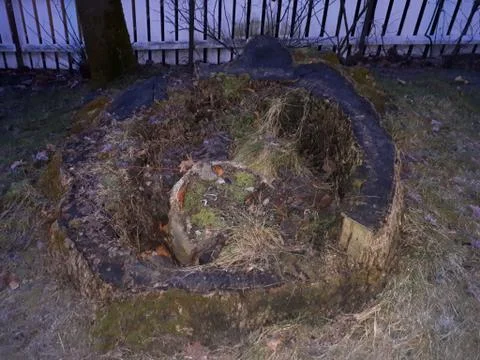 Big tree trunk Foto stock