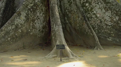 Big Tree Trunk (Tilt up) Stock Footage 33848149