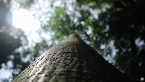 Big tree trunk in tropical forest Stock Footage 211800237