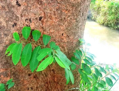 Big tree trunks and wild plants Stock Photos