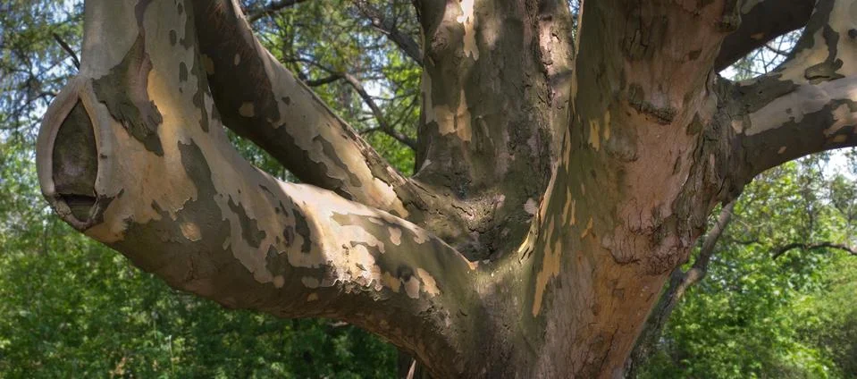 Big tree twigs Stock Photos