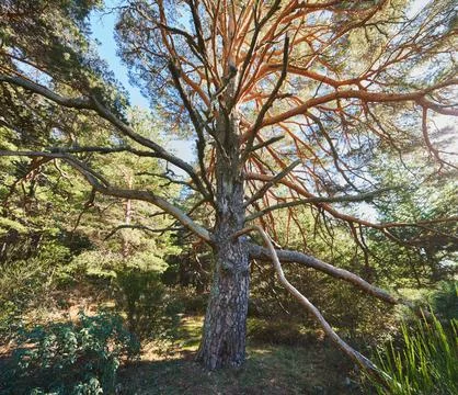 A big tree with twisted branches Stock Photos