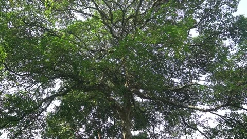 A big tree that is very lush in the wind 스톡 동영상 201744423