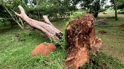 A big tree that was uprooted Vídeo Stock 329521727