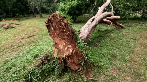 A big tree that was uprooted Stock Footage 329521731