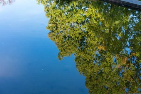 Big tree water reflection mirror view with blue sky Stock Photos