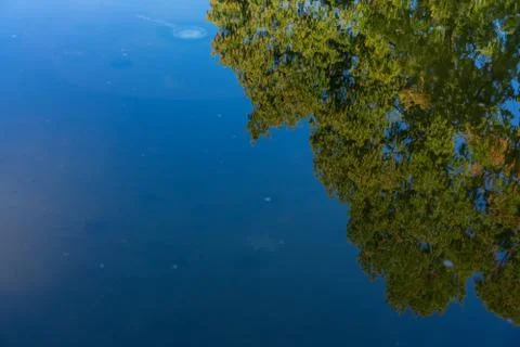 Big tree water reflection mirror view with blue sky Stock Photos