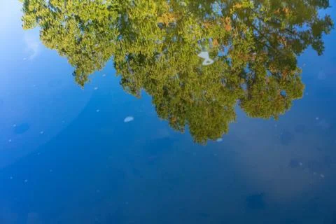 Big tree water reflection mirror view with blue sky Stock Photos