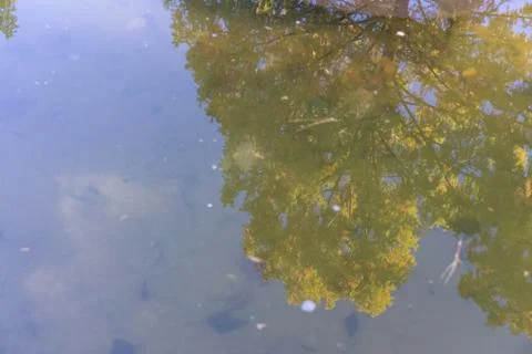 Big tree water reflection mirror view with blue sky Stock Photos