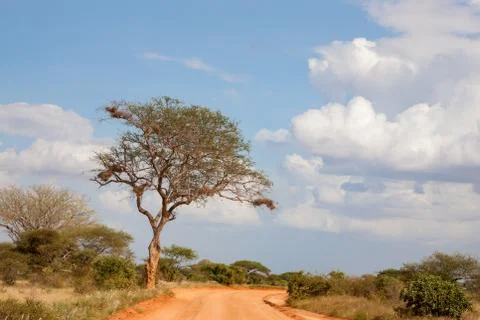A big tree on the way with red soil Stock Photos