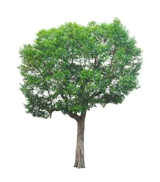 Big tree on white background with clipping path Stock Photos