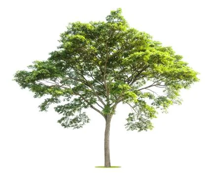 Big tree on white background Stock Photos