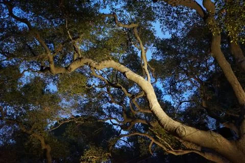 A big tree with a white light on it and green leafs  Foto stock