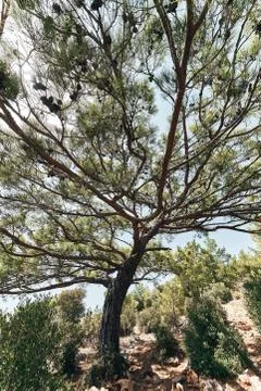 Big tree wide angle close up in turkey at coast. Dry hot summer Stock Photos