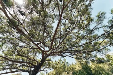 Big tree wide angle close up in turkey at coast. Dry hot summer Stock Photos