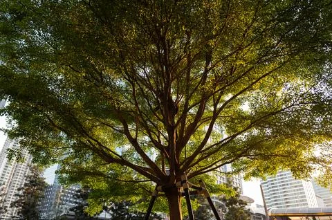 Big tree with wide branches touching the sunset with background of building.. Stock Photos