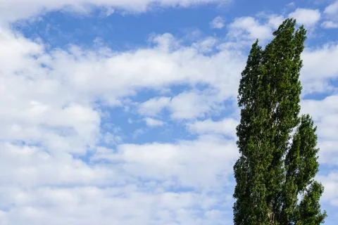 Big tree, wind, blue sky , white clound. Stock Photos