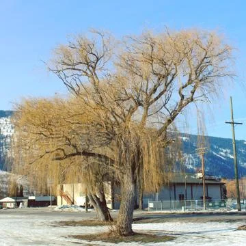 Big tree in winter field. Stock Photos