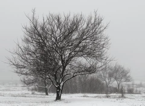 Big tree without leaves on the background of bushes and trees in a snowy fiel Stock Photos