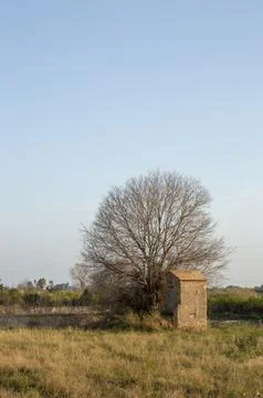Big tree without leaves next to abandoned house Foto stock