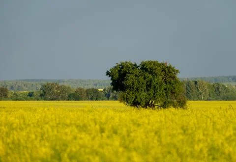 The big tree in the yellow field Stock Photos