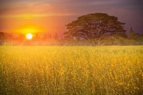 Big tree in the yellow flower farm at beautiful sunrise Stock Photos