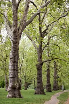 Big trees and a path in a park Stock Photos