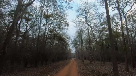 Big trees and the red soil of Tadoba national park Stock Footage 272306535