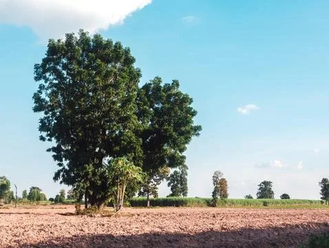 Big trees with blue sky. Stock Photos