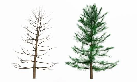 Big trees, branches and full leaves Trunk, brown bark a. Isolated on white ba Stock Illustration