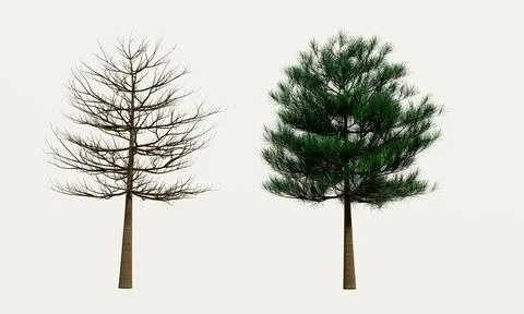 Big trees, branches and full leaves Trunk, brown bark a. Isolated on white ba Stock Illustration