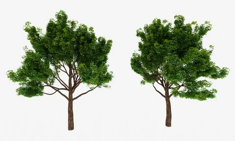 Big trees, branches and full leaves Trunk, brown bark a. Isolated on white ba Illustrazione stock