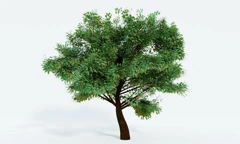 Big trees, branches and full leaves Trunk, brown bark a. Isolated on white ba Stock Illustration