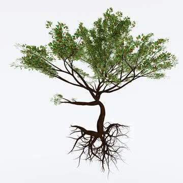 Big trees, branches and full leaves Trunk, brown bark and tree roots. Isolate Illustrazione stock