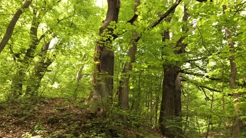 Big trees in the canyon Stock Footage 196032778